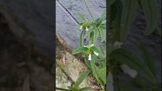 തുമ്പ Leucaskerala flower onam herb tree tompavoo plant [upl. by Kenway]