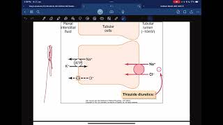 Renal physiology  reabsorption and secretion [upl. by Dopp]