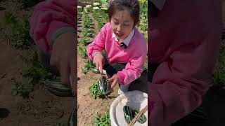 Beautiful nature farm fruit PS011 farming fruit shorts shortvideo [upl. by Sirah]