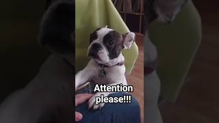 Attention please bostonterrier gürkchen cutepets bostonterrier sweet frenchbulldog frenchy [upl. by Nylisoj]