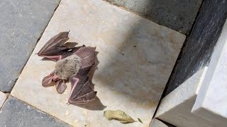 Rescuing a microbat on the ground this is Cheatle [upl. by Derrick]