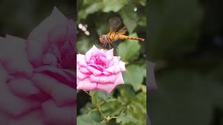 Rose plant tips  rose plant video [upl. by Aohsoj]