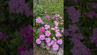 長春花（學名：Catharanthus roseus） 日日春 VID20241017072459 [upl. by Amer]