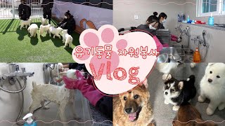 양평군 유기동물 자원봉사 VLOG ㅣ 보호센터에서는 어떤일을 할까요✨ [upl. by Everest]