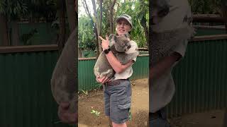 Koala at Currumbin Wildlife Sanctuary Currumbin Queensland Australia [upl. by Nnairet]