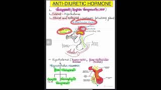 VasopressinAntidiuretic hormoneADH part1 anatomy physiology shorts nucleus hypothalamus [upl. by Aynahs]