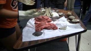 Introduction to Archaeology  Stone Tools Bone Breaking and Meat Cutting [upl. by Bille676]