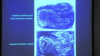 3 The lateral geniculate nucleus and the visual cortex [upl. by Hattie451]