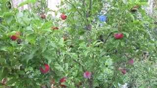 Santa Rosa and Methley Plum Self Fertile Plums for Austin Texas [upl. by Khano]