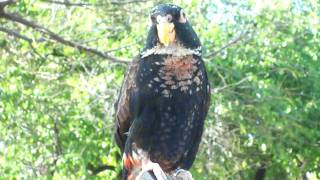 Bronze Wing Pionus [upl. by Kasevich662]