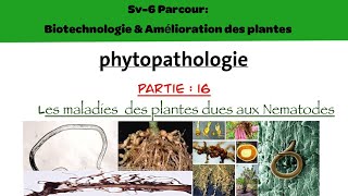 Phytopathologie partie 16  les maladies des plantes dues aux nématodes [upl. by Selyn479]