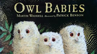 Owl Babies  Read Aloud Storybook  Owl Books Read Aloud [upl. by Aztin]