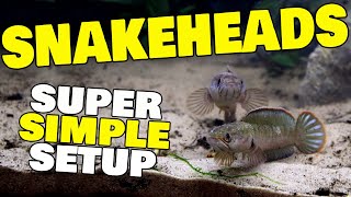 Dwarf Snakehead fish aquarium setup [upl. by Sneed]