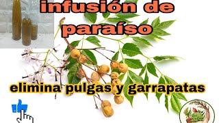 ELIMINA LAS PULGAS Y GARRAPATAS SOLO CON 2 INGREDIENTES [upl. by Ysirhc520]