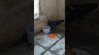 Birds Feeding ASMR birds pigeon shorts [upl. by Hi]