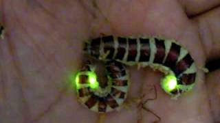 Amazing Insects Vol1 No2  Glowworm No002 [upl. by Secundas]