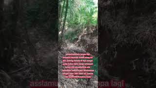 Perlintasan ilar berkepala manusia ghost automobile misterihutan travel hutan mistery creepy [upl. by Bullis905]