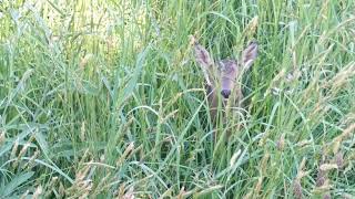 Roe deer fawn bleating  calling for mum [upl. by Mlehliw]