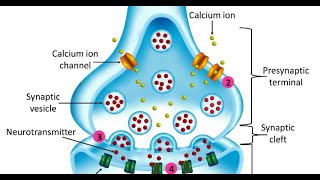 Understanding Synaptic Transmission  How Neurons Communicate [upl. by Naujal]