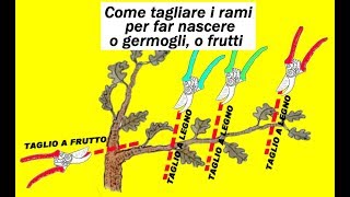 COME TAGLIARE I RAMI PER FAR NASCERE O GERMOGLI O FRUTTI [upl. by Xela206]