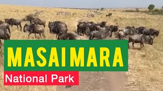 Exploring The Wild Beauty Of Masai Mara National Park masaimaranationalpark masaimara [upl. by Aiem]