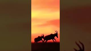 Cervidae Impala amp DEER Evolutiva [upl. by Truman145]