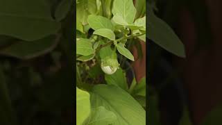 🍅 tomatosgardening youtubeshorts viralvideo harvest [upl. by Zampino180]