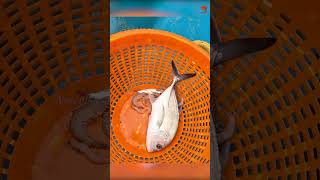 Back to Back Trevally Fish Caught Using Prawn Baits fishing fishingvideo fishingtime [upl. by Eladnwahs]