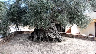 Olive tree of Vouves  Olive trees bear witness to history  4000 years old olive tree of Vouves [upl. by Piselli]