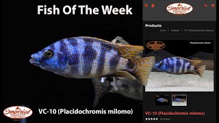 VC10 Placidochromis milomo imperialtropicals VC10Placidochromis milomo [upl. by Ultima]