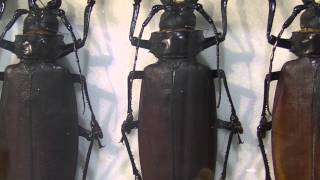 巨大カミキリ：Titan beetles amp Longhorn BeetlesMacrodontia cervicornis [upl. by Nahshon]