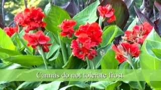 How to Plant Canna Bulbs [upl. by Pooh]