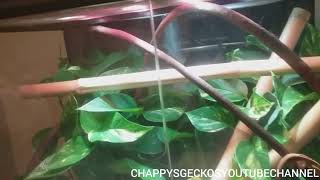 BIG CRESTED GECKO VIVARIUM LIVE PLANTS 24X18X36 [upl. by Beverly]