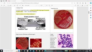 Microbiology lab MSS [upl. by Meehaf]