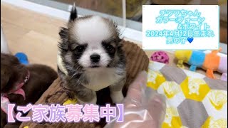 チワワちゃん（2024年4月12日生まれ）【DogampCatFえふ】 [upl. by Ihdin]