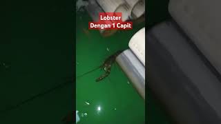 Lobster betina dengan hanya 1 capit🙂 budidayalobsterairtawar udanggalah budidayaudanggalah [upl. by Denver]