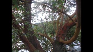 Native Arbutus tree full of intoxicated birds [upl. by Edmonda]