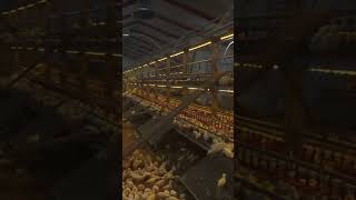 Happy amp Active Chickens in our Incredible Rearing System [upl. by Eelnodnarb]