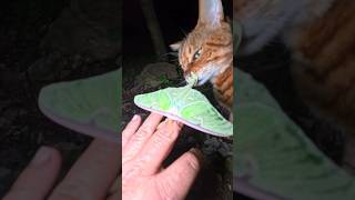 Pouncey Checks out a Luna Moth [upl. by Ahras]