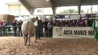 XXV th Marchigiana National HerdBook Show 2009 ANABIC [upl. by Karia]