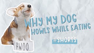 Why Willo Howls While She Eats  Corgi That Howls While Eating shorts [upl. by Nylime]