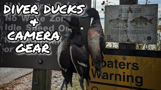 Georgia Diver Duck Hunting 2023  Camera Gear and Setup [upl. by Sibby451]