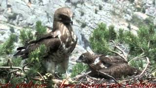 Meet the Hawk Shorttoed Eagle  Il Biancone Circaetus gallicus [upl. by Reitman]