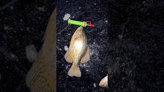 Black lake solo run Successful ice fishing night limit out hmongfishing fishongang crappie ice [upl. by Arikahc]