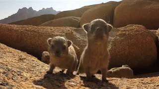 Baby rock dassies inspect gopro [upl. by Ellitnahc]