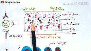 Radial immunodiffusion  Immunotechnology  Bio science [upl. by Nnaylrebmik854]