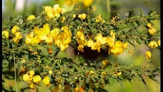 Senna Polyphylla Desert Cassia [upl. by Brandt704]