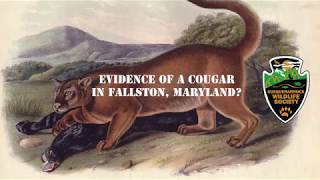 Video Evidence of a Cougar or Mountain Lion in Fallston Maryland [upl. by Meredithe328]