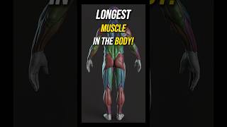 Longest Muscle in the Human Body The Surprising Fact [upl. by Fishback]