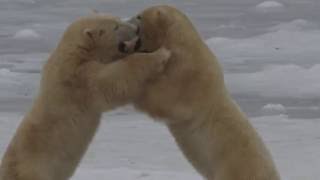 Polar Bears Fight Next to Frozen Sea [upl. by Urd766]